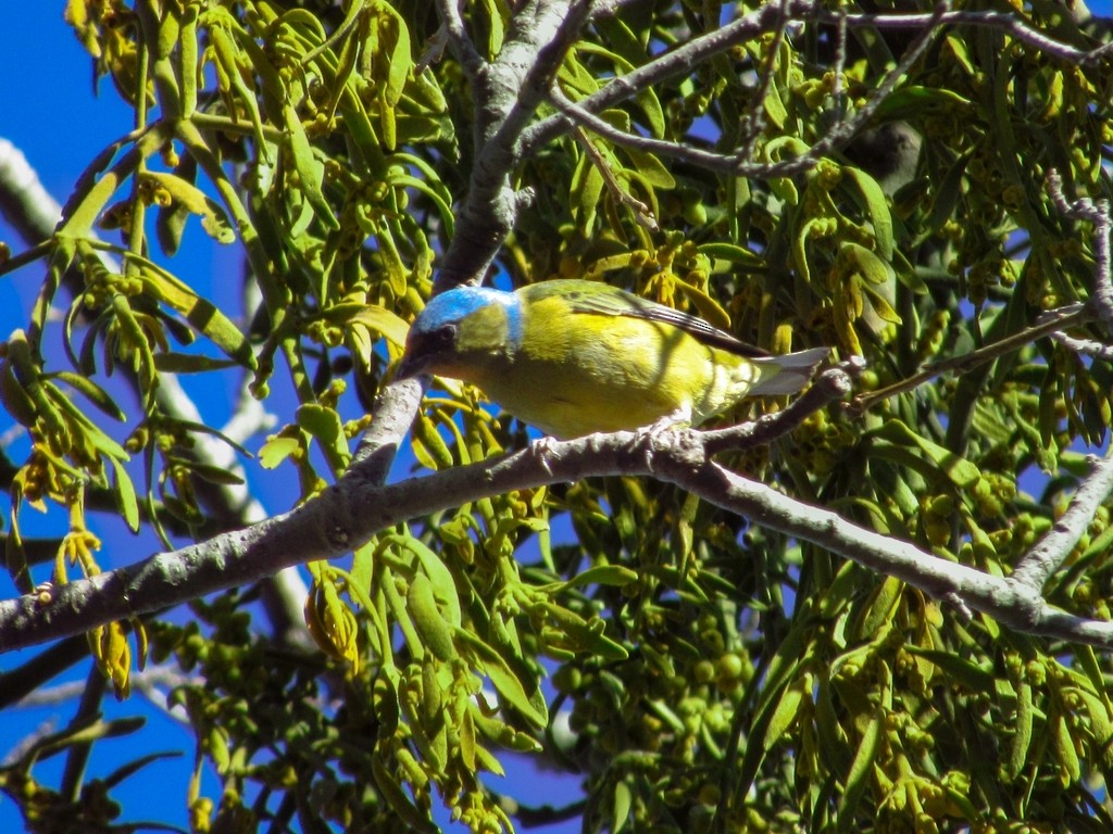 Elegant Euphonia - Ana Lara