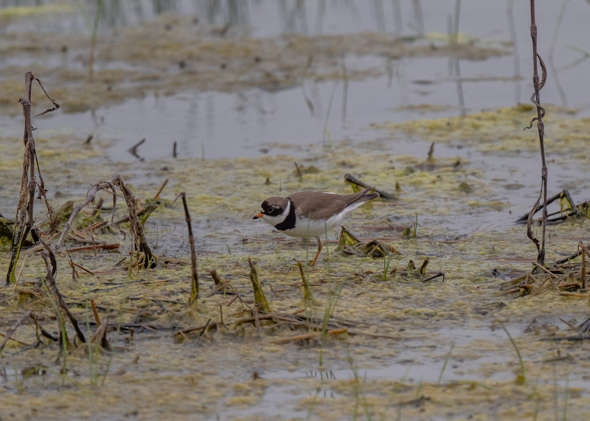 Semipalmated Plover - ML619311271