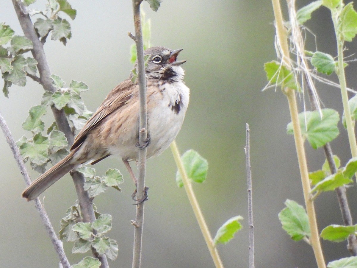 Bell's Sparrow - Kiandra Mitchell