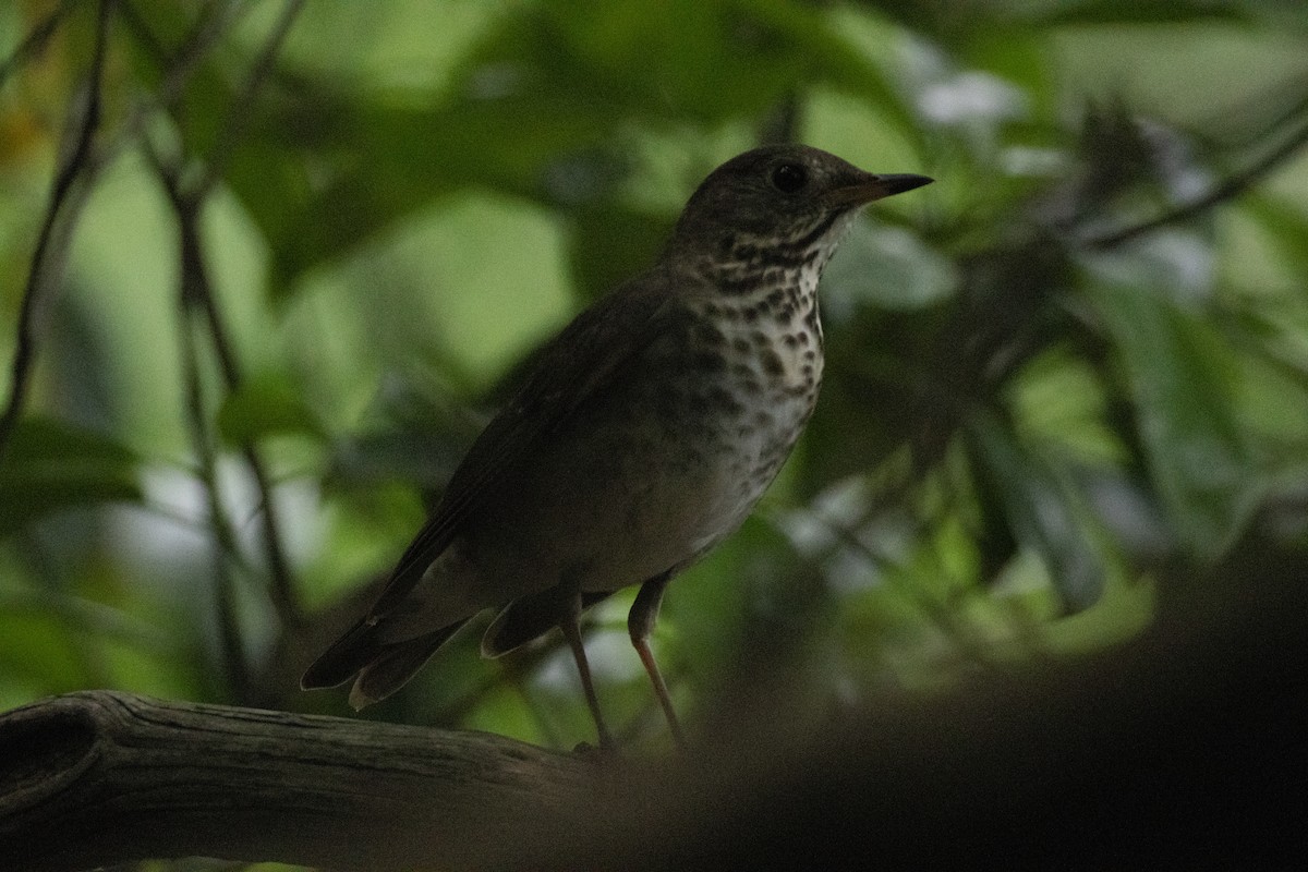 Bicknell's Thrush - ML619311300