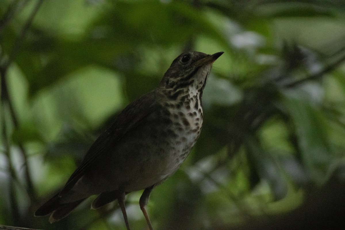 Bicknell's Thrush - ML619311301