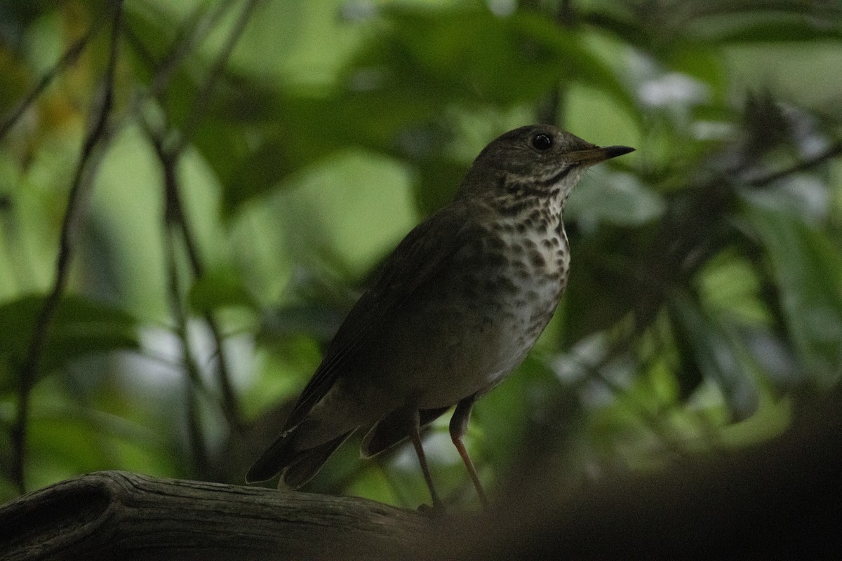 Bicknell's Thrush - ML619311302
