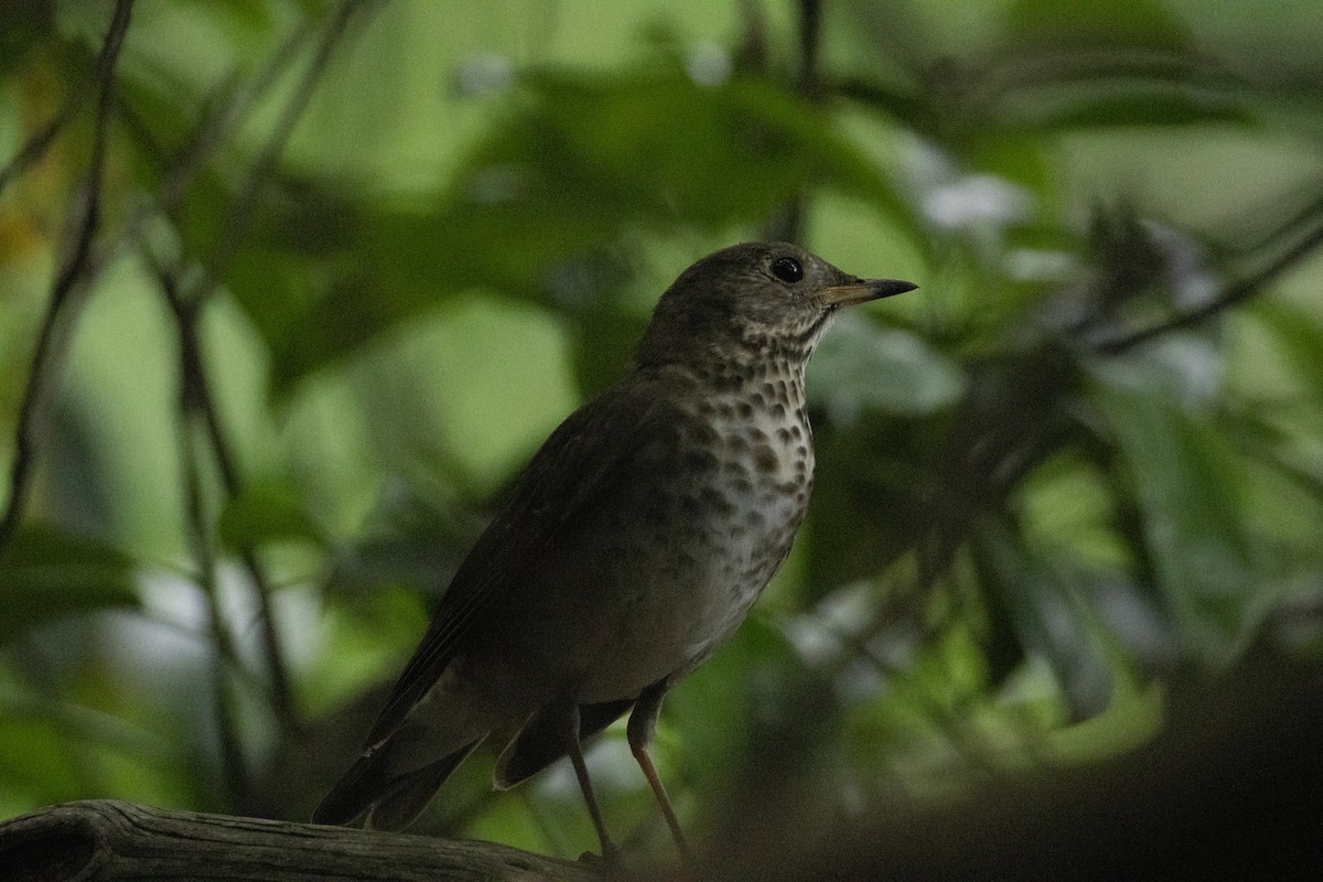 Bicknell's Thrush - ML619311303