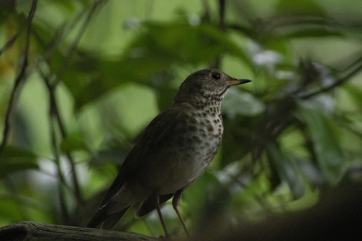 Bicknell's Thrush - ML619311304