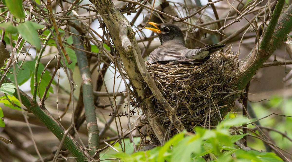 American Robin - Nathan Tea