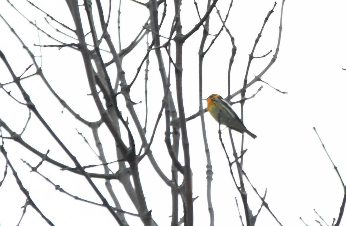 Blackburnian Warbler - Monique Maynard