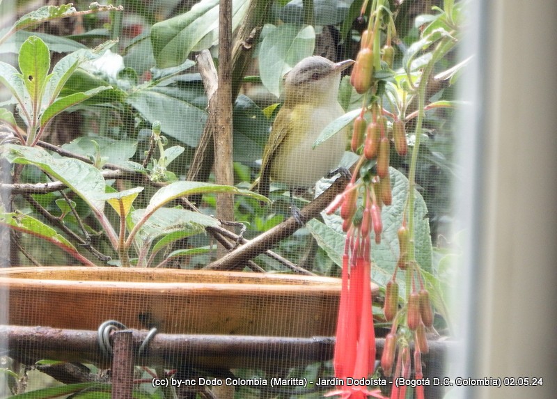 Yellow-green Vireo - Maritta (Dodo Colombia)