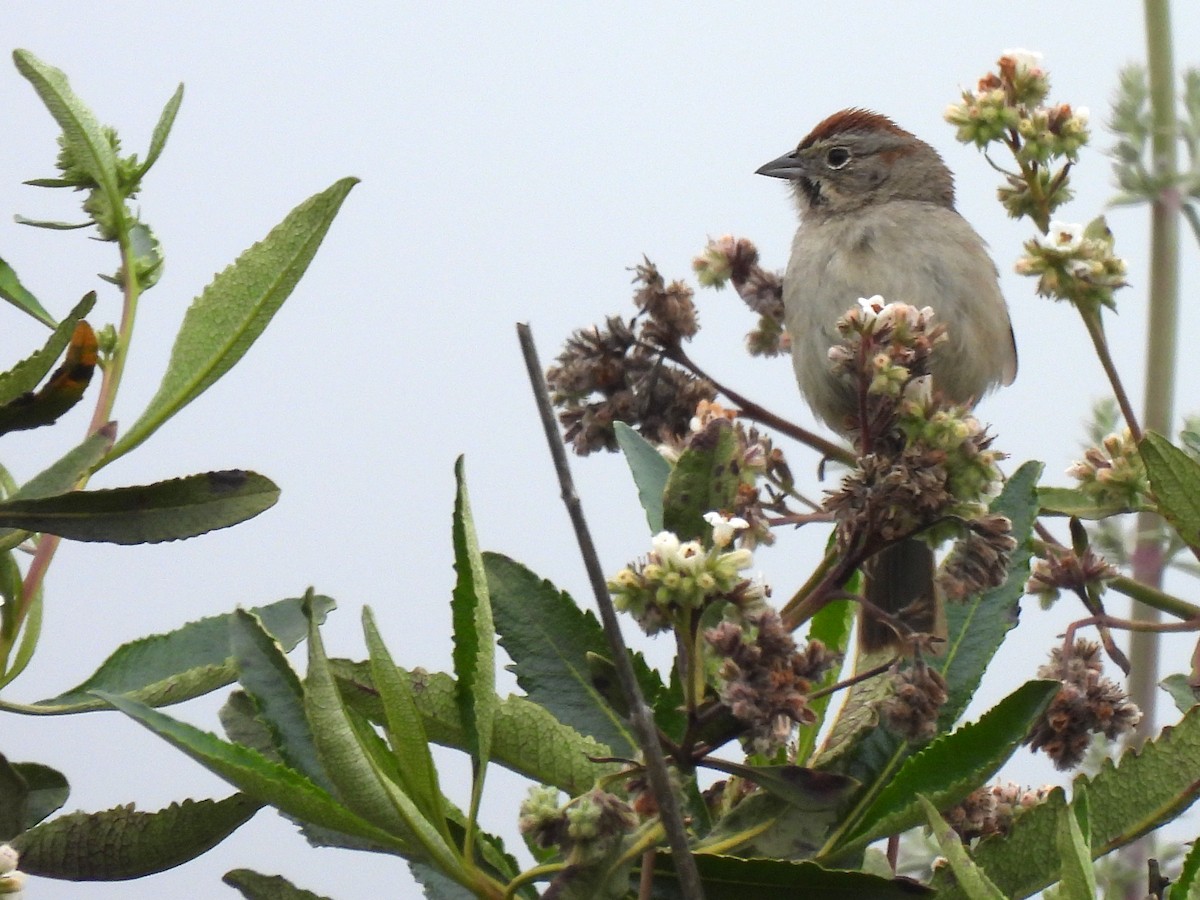Rufous-crowned Sparrow - Kiandra Mitchell