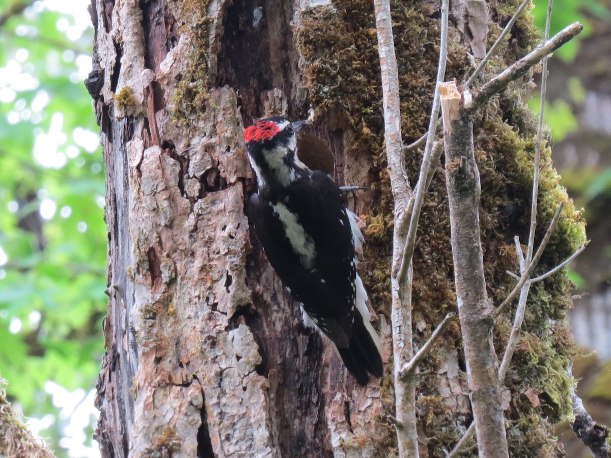 Hairy Woodpecker (Pacific) - Sarah Peden