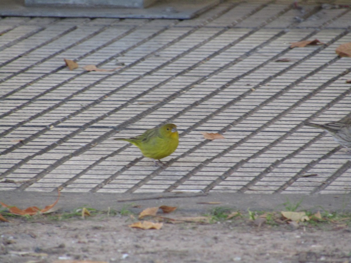 Saffron Finch - Emilse Rizzuto