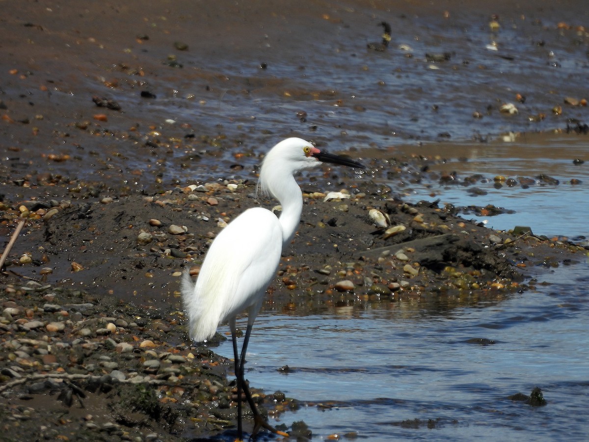 Snowy Egret - ML619311355