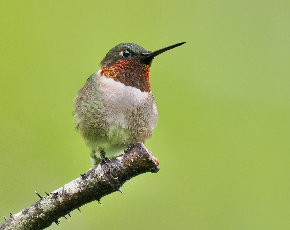 Ruby-throated Hummingbird - Ken Winkler