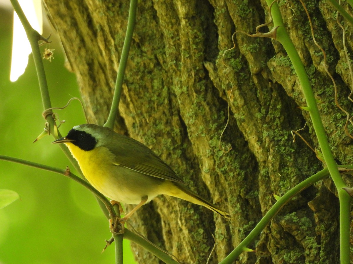 Common Yellowthroat - Nick Dawson