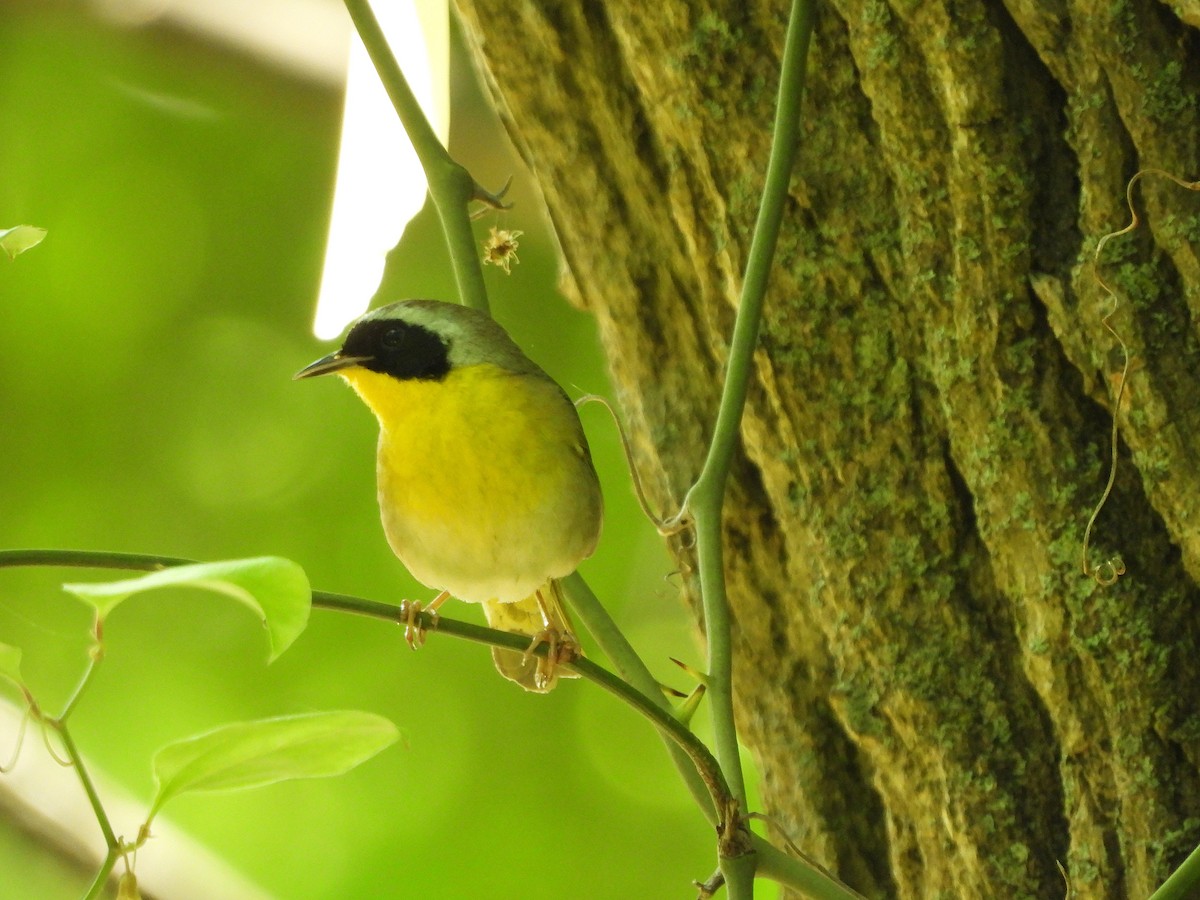 Common Yellowthroat - ML619311365