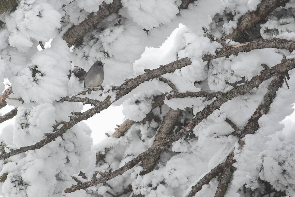 Dark-eyed Junco (Gray-headed) - J.B. Churchill