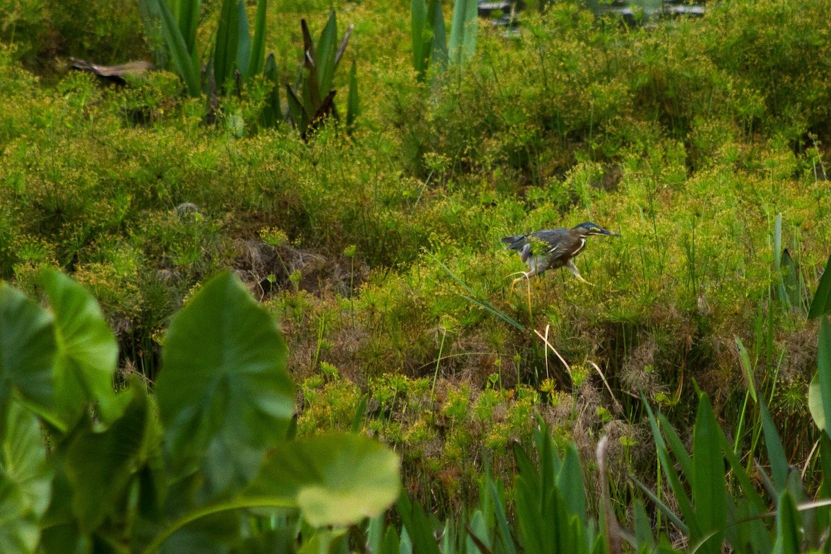 Green Heron - ML619311369