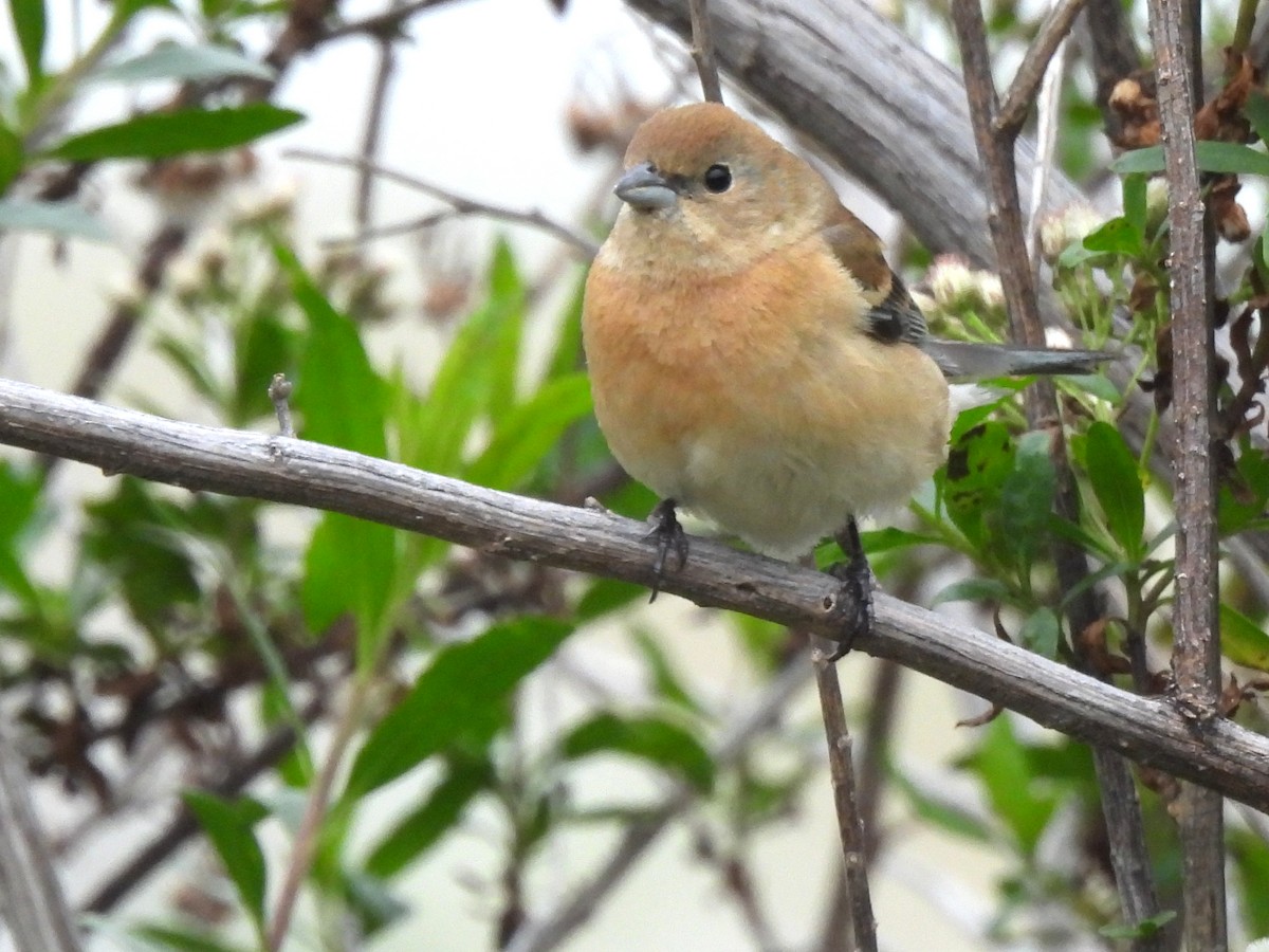 Lazuli Bunting - Kiandra Mitchell