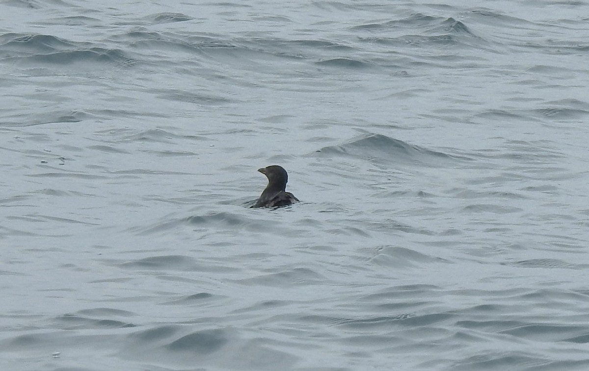 Rhinoceros Auklet - Chris Dean