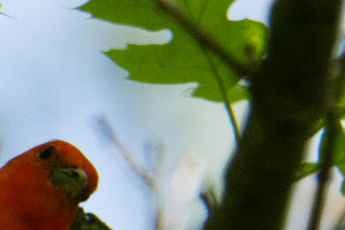 Scarlet Tanager - Sean Fraser