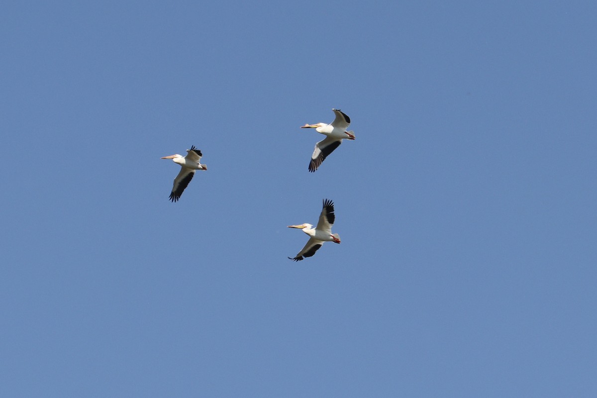 American White Pelican - ML619311391