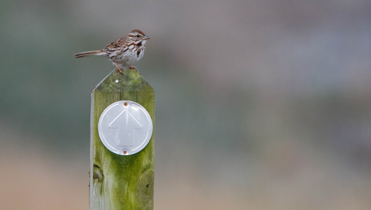 Song Sparrow - Nathan Tea