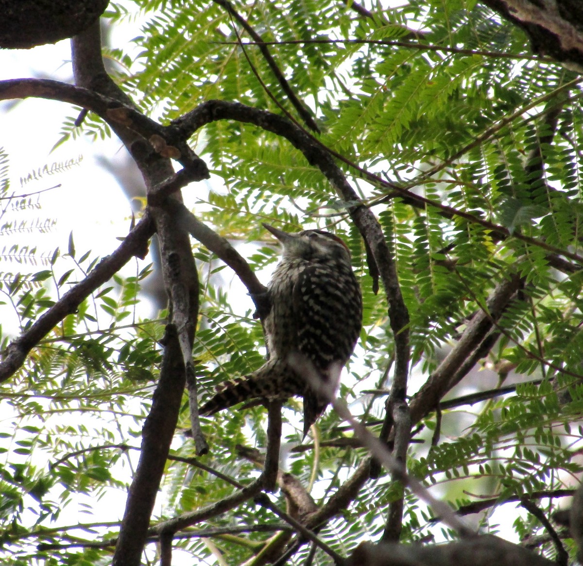 Checkered Woodpecker - ML619311424