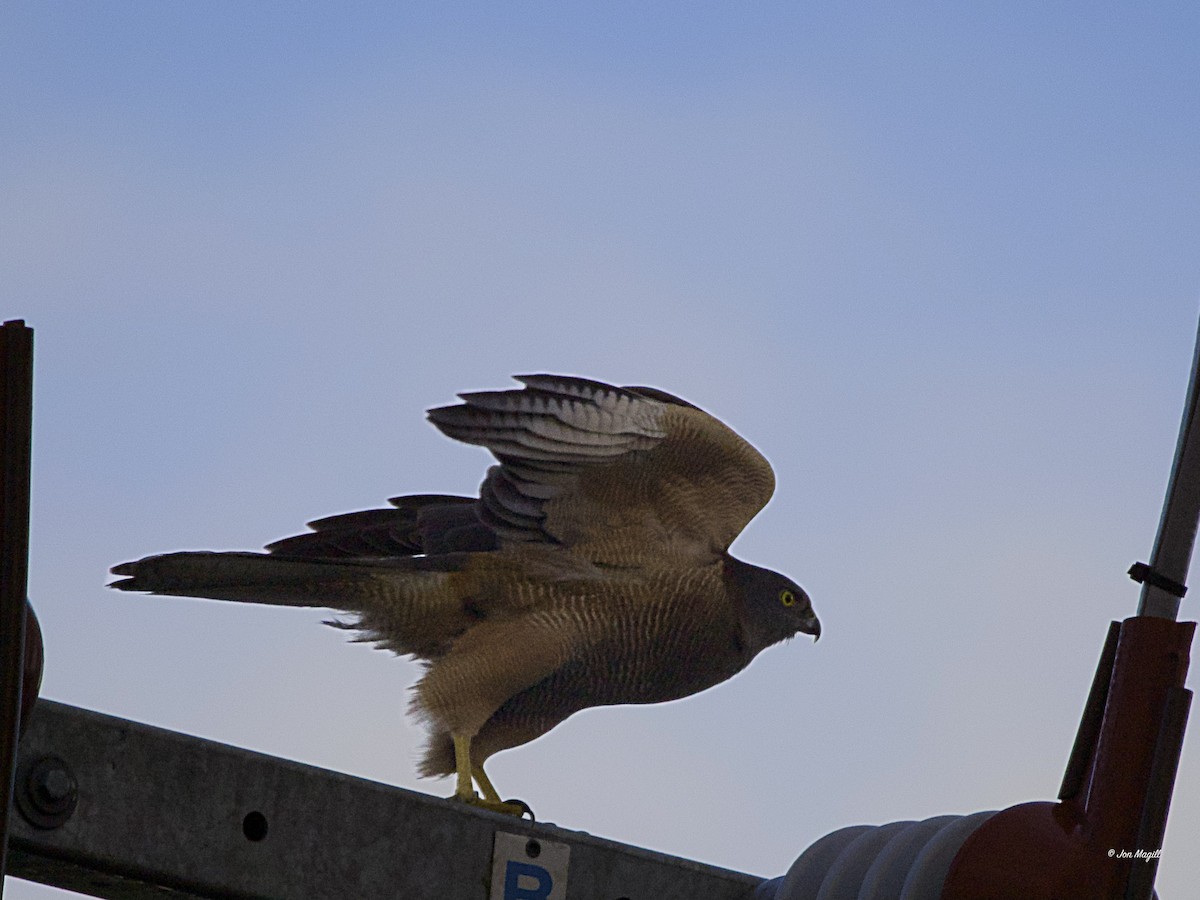 Brown Goshawk - Jon Magill