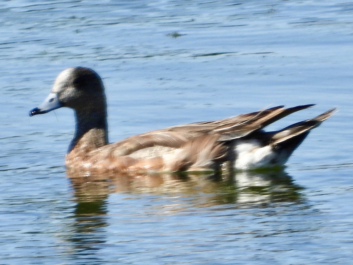 American Wigeon - John Amoroso