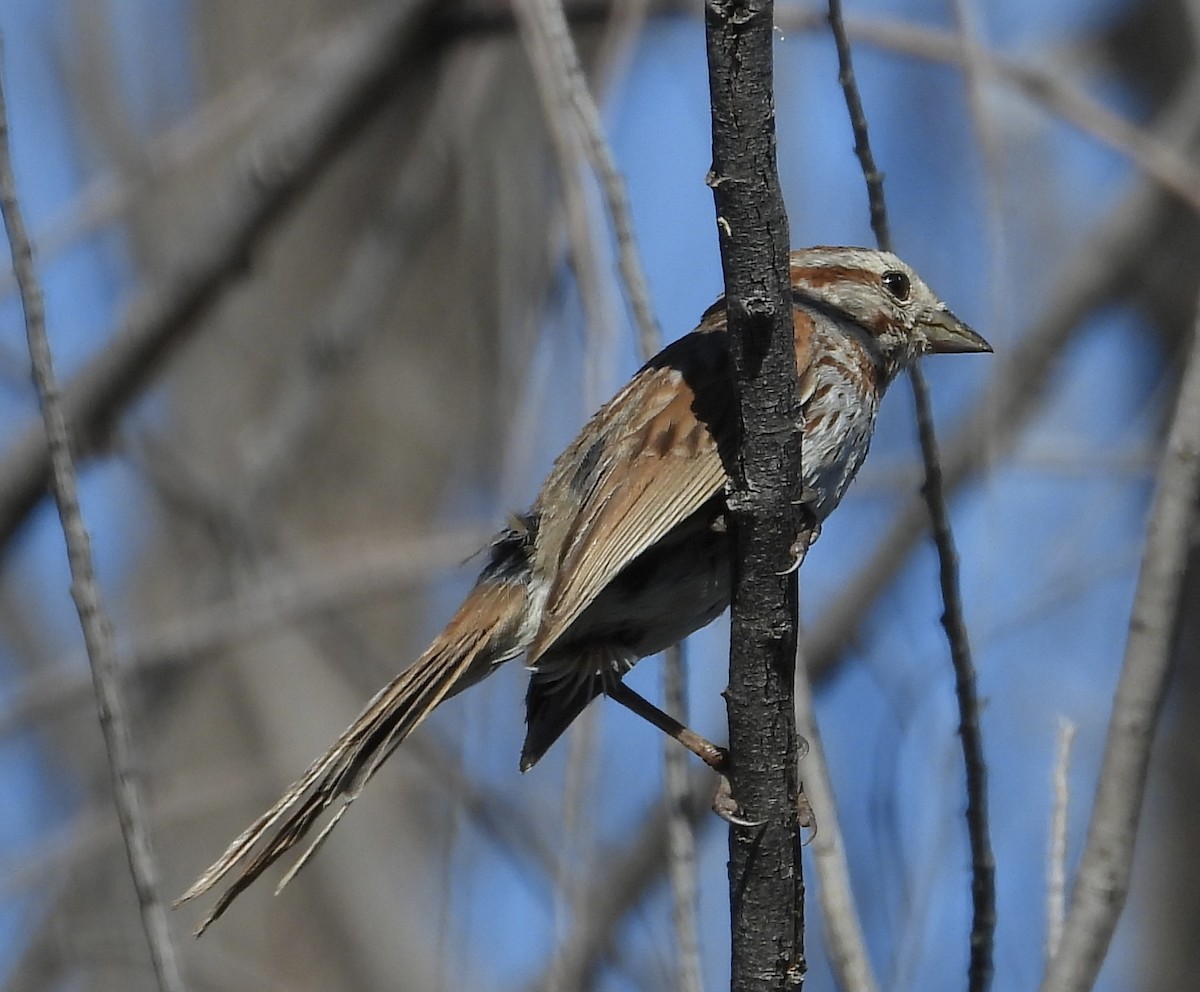 Song Sparrow - John Amoroso