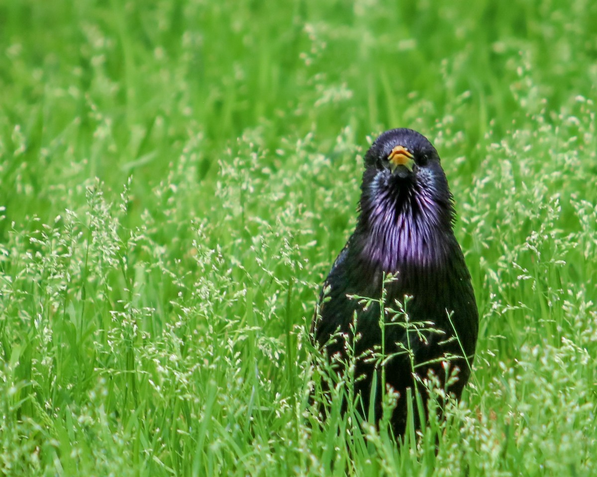 European Starling - ML619311481