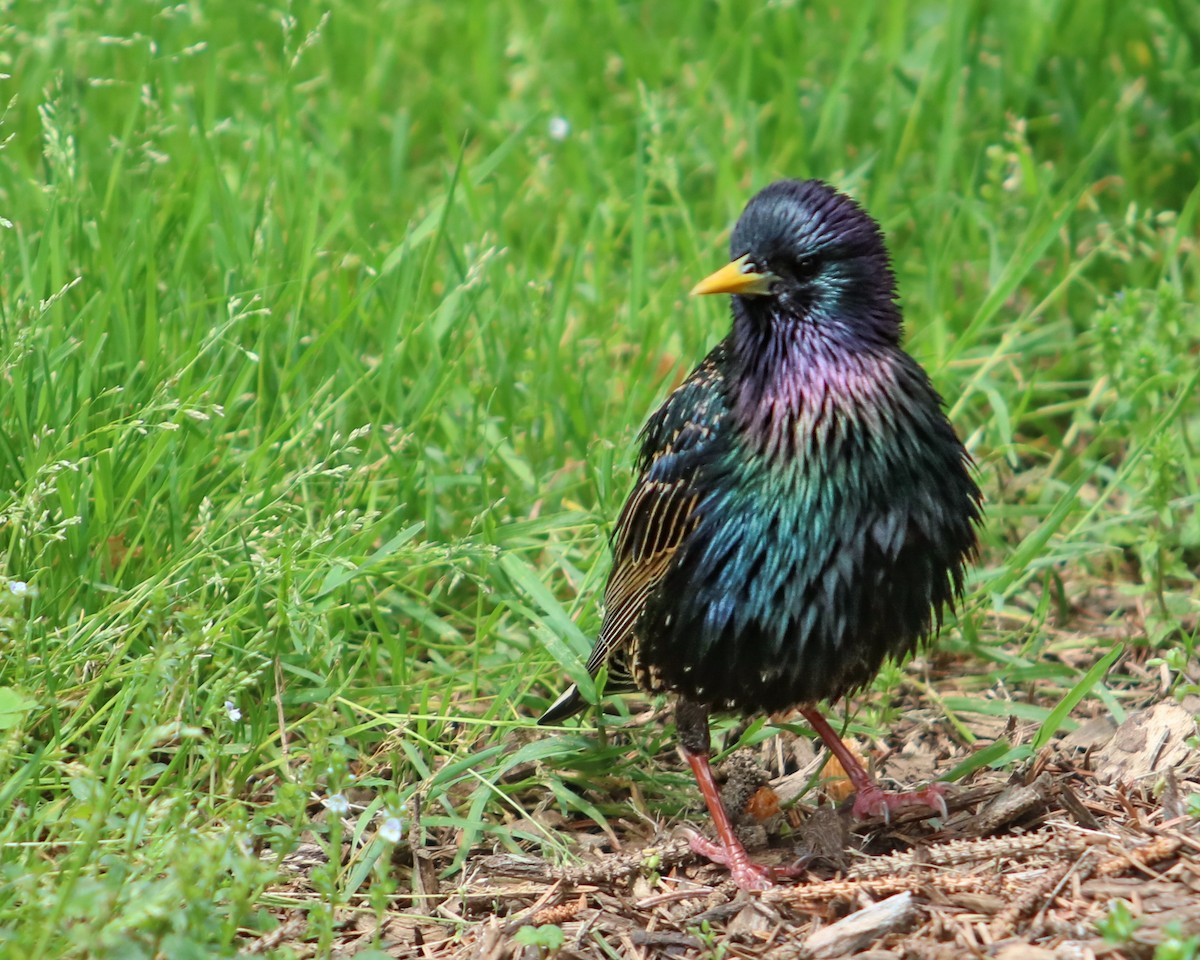 European Starling - ML619311482