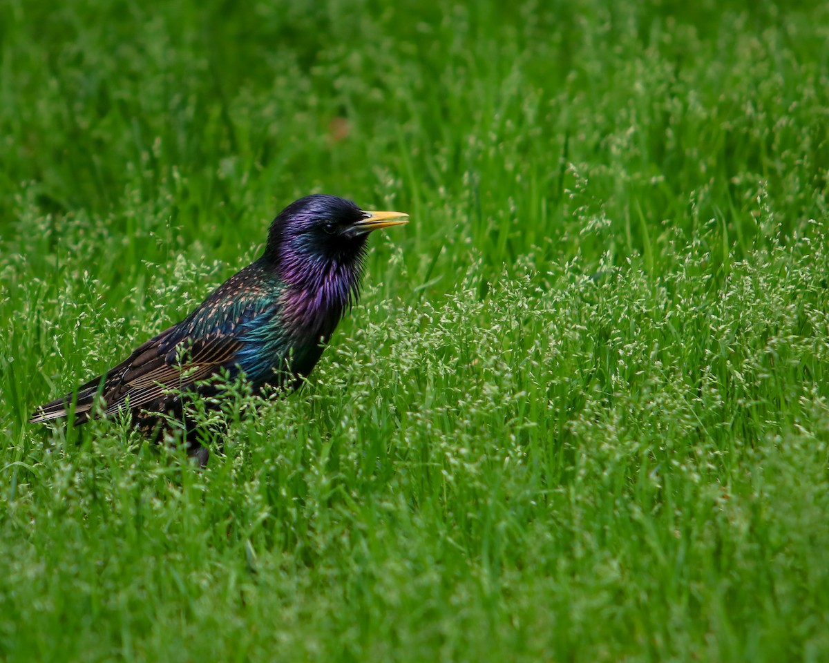 European Starling - ML619311483