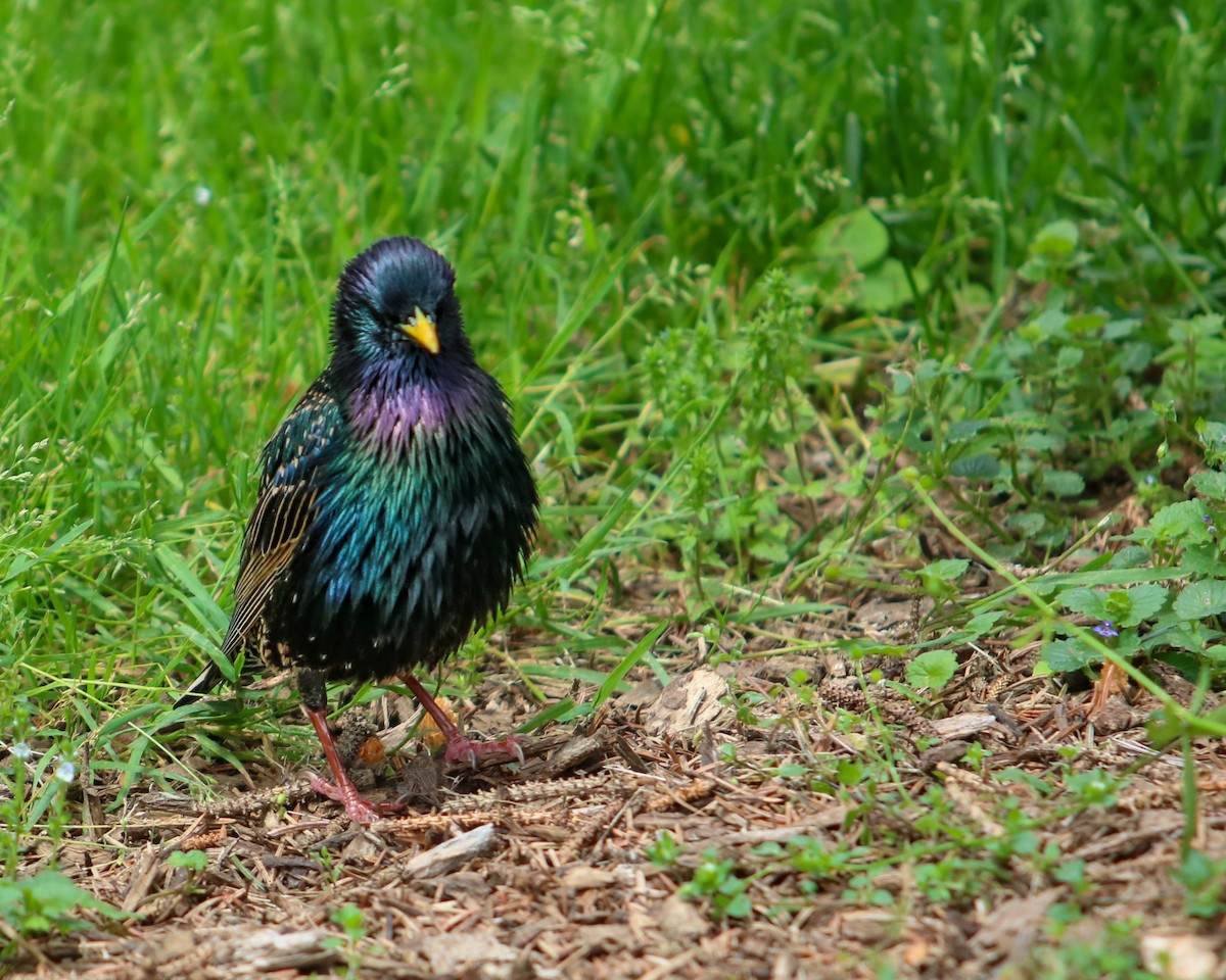 European Starling - ML619311484