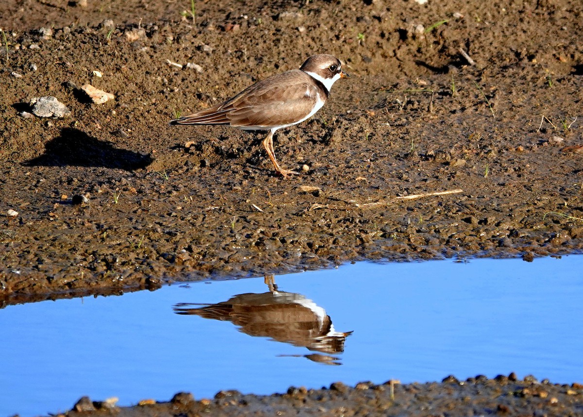 Semipalmated Plover - jerry pruett