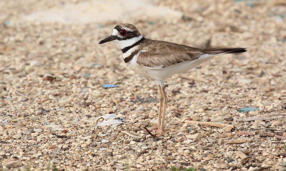 Killdeer - Adrián Braidotti