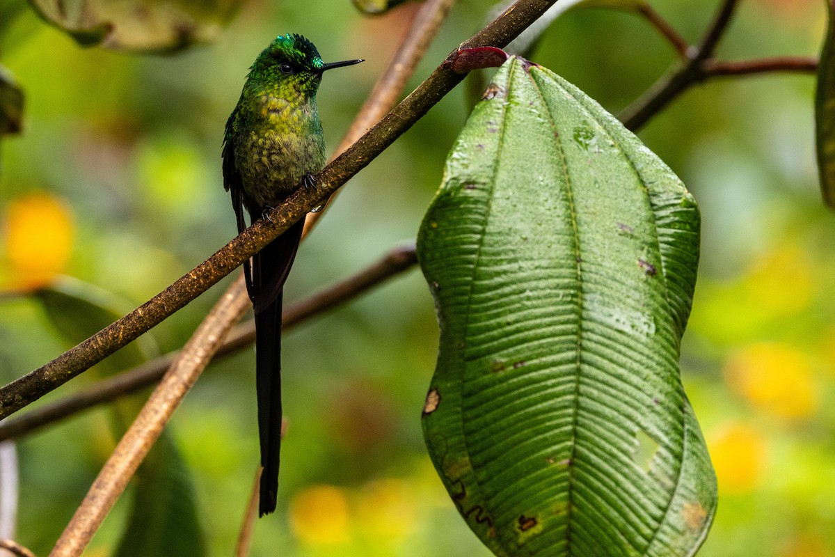 Long-tailed Sylph - Michael Cook