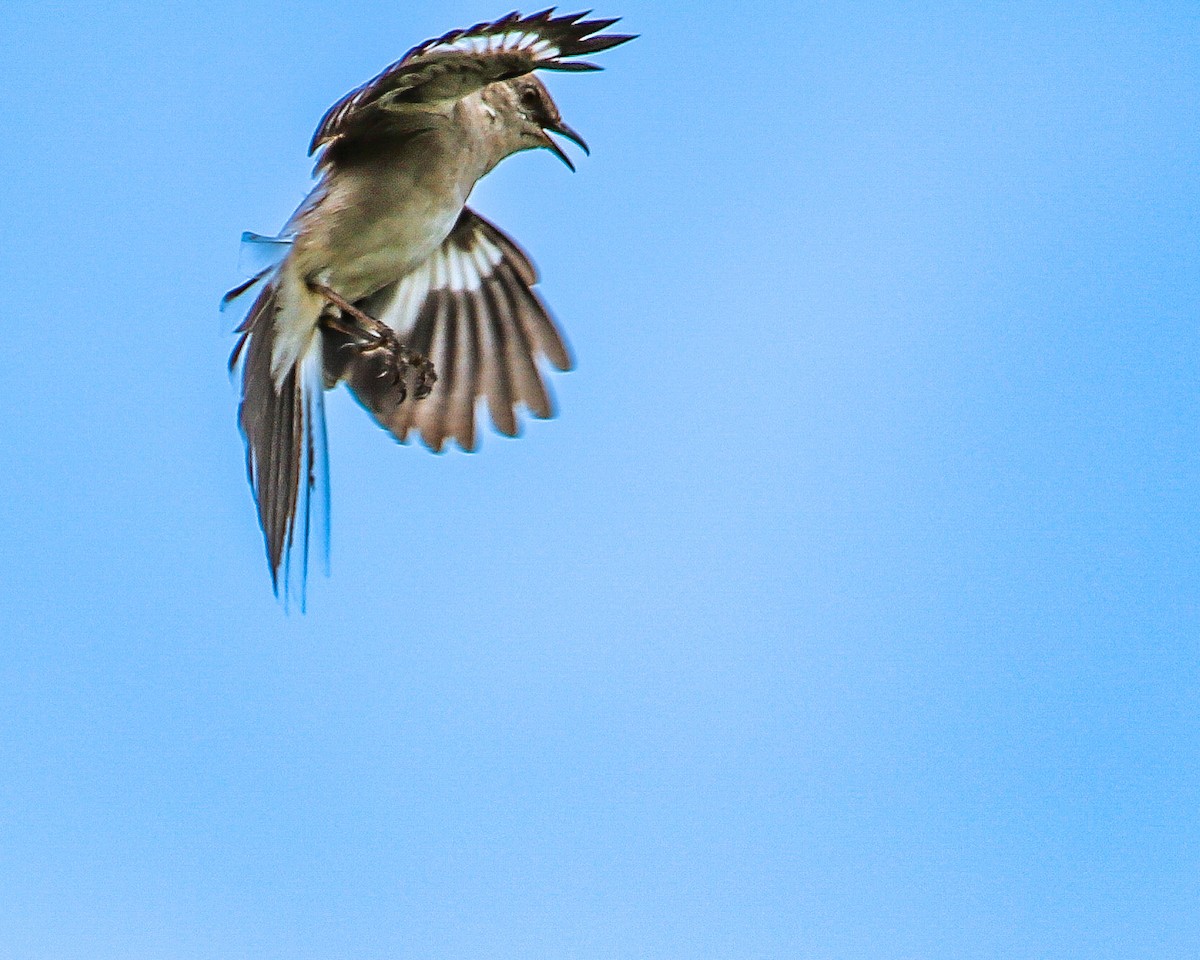 Northern Mockingbird - ML619311509