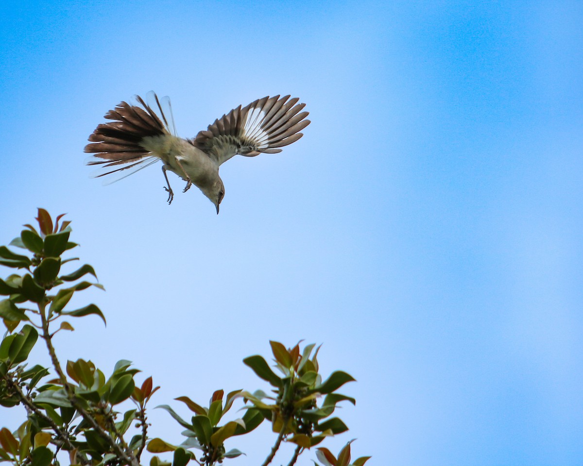 Northern Mockingbird - ML619311511