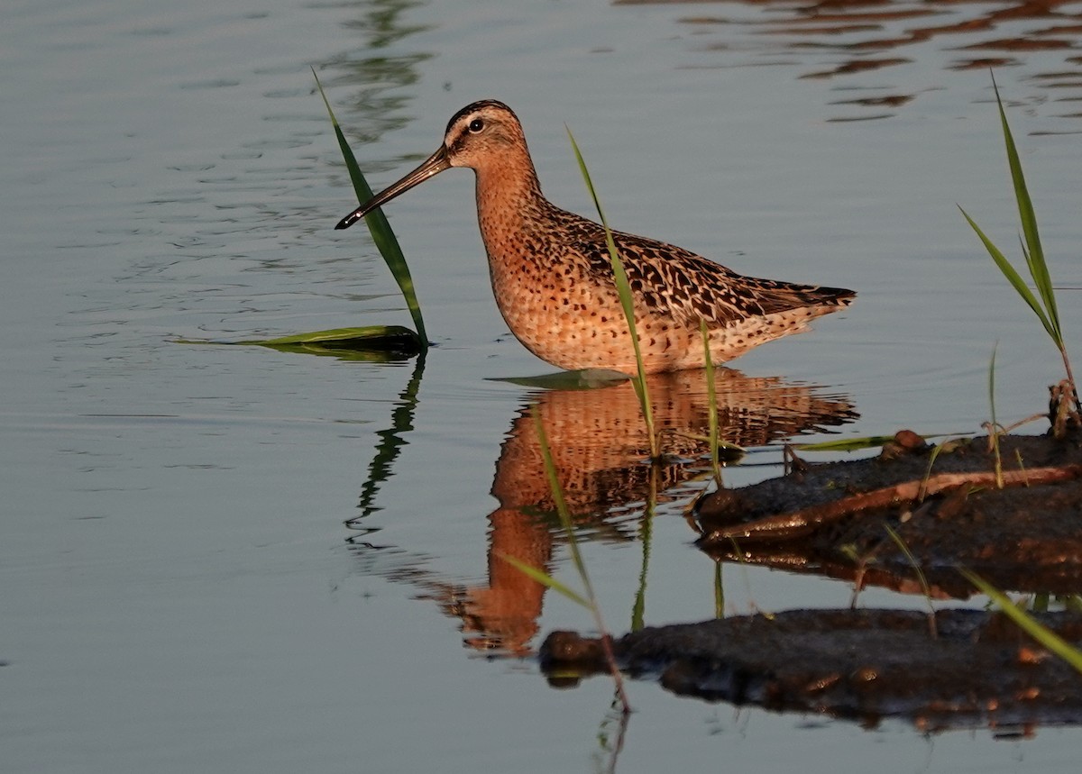 Short-billed Dowitcher - jerry pruett