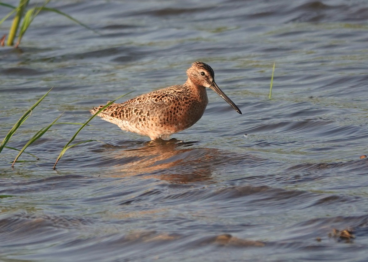 Short-billed Dowitcher - jerry pruett