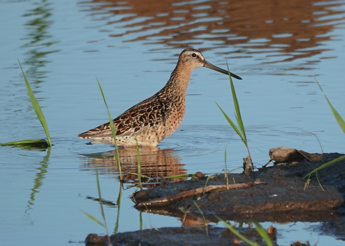 Short-billed Dowitcher - jerry pruett