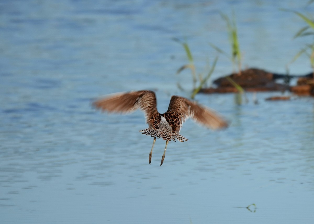 Short-billed Dowitcher - jerry pruett