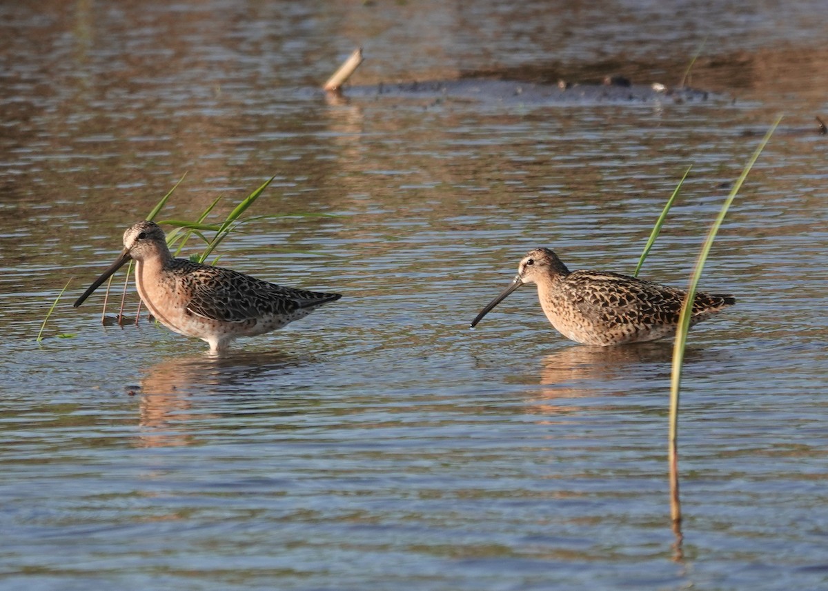 Short-billed Dowitcher - jerry pruett