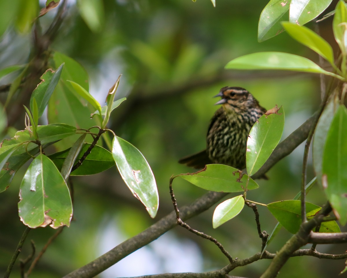 Wood Thrush - Tom Fesolowich