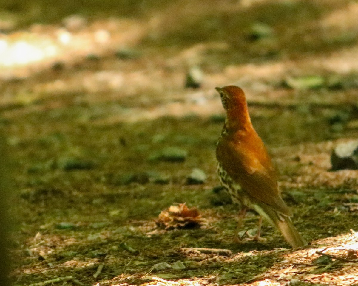 Wood Thrush - Tom Fesolowich