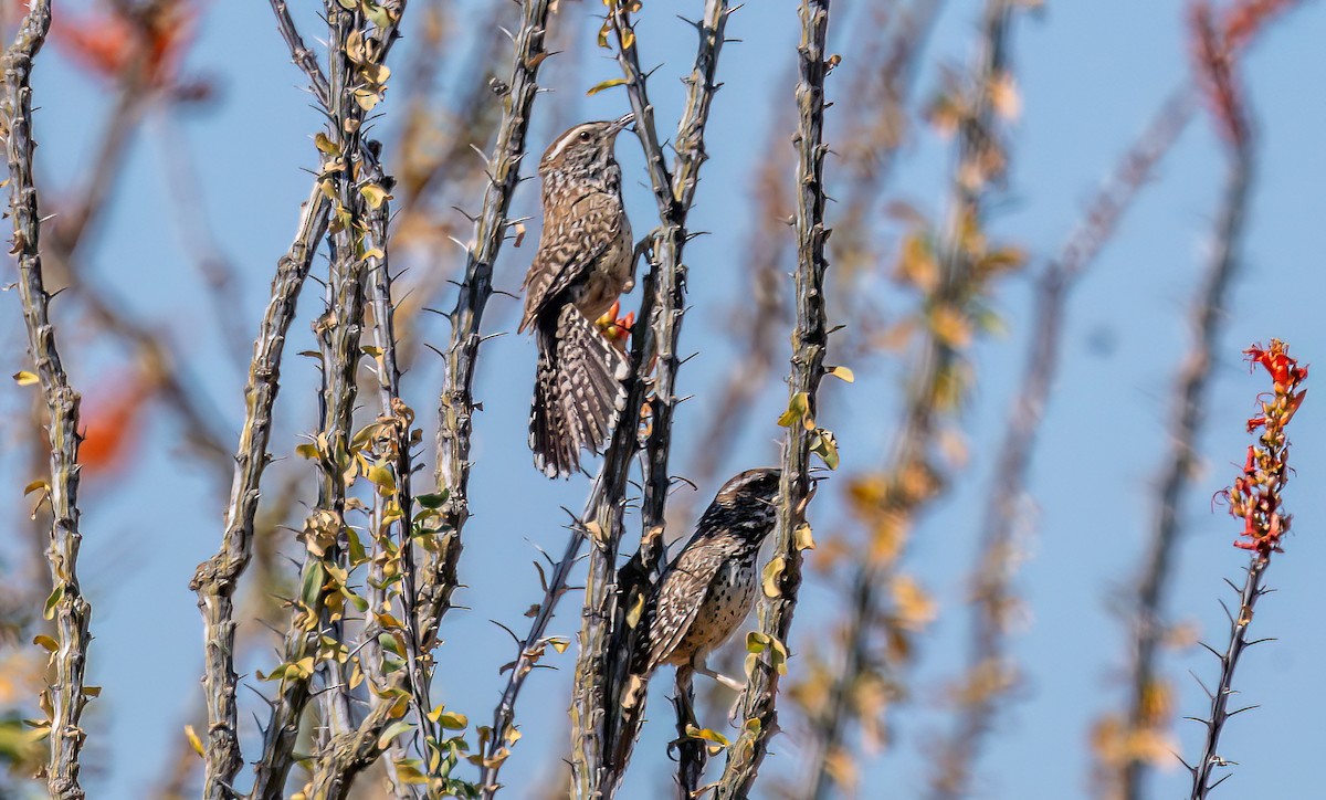 Cactus Wren - Christine Andrews