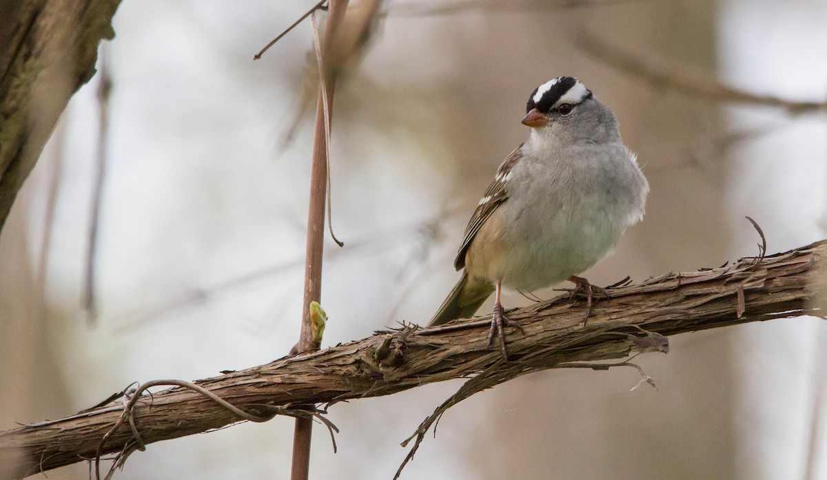 White-crowned Sparrow (leucophrys) - Nathan Tea
