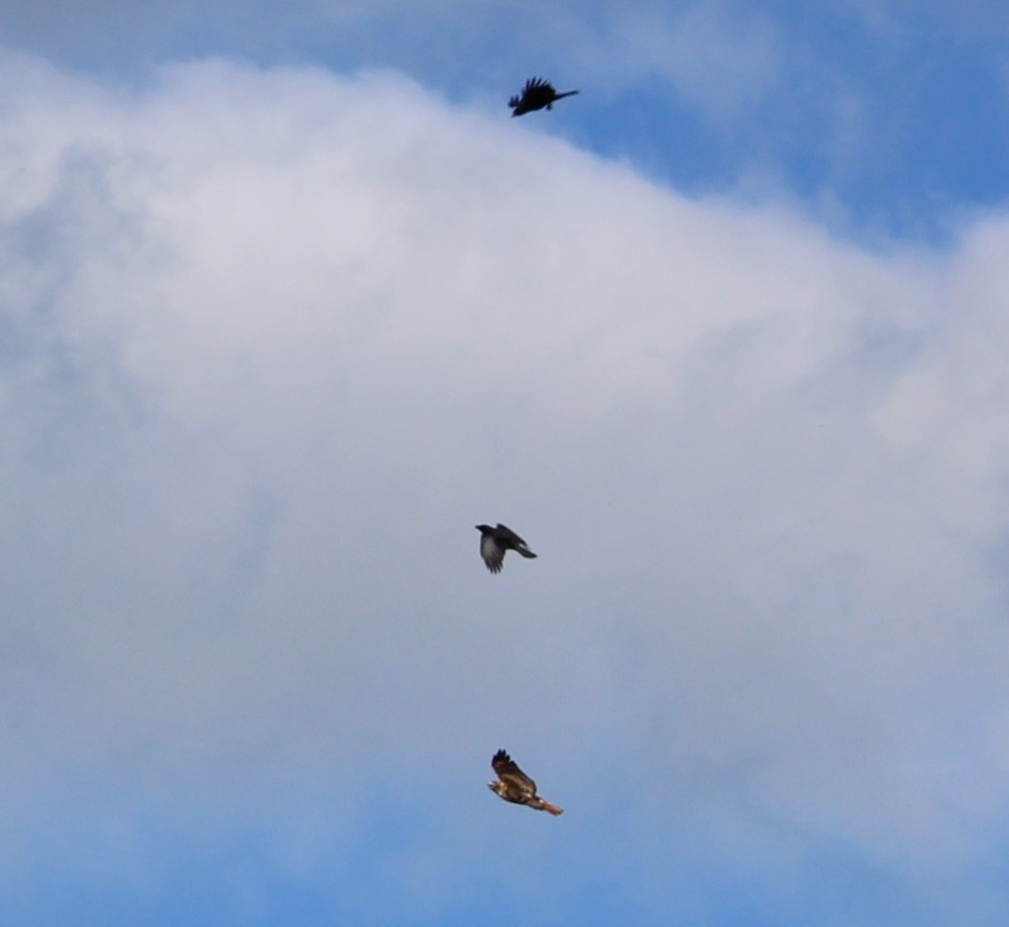 Red-tailed Hawk - Mary K Sadighi