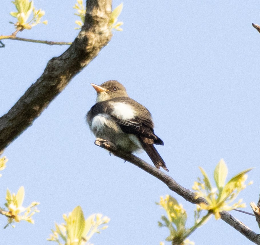 Olive-sided Flycatcher - ML619311589