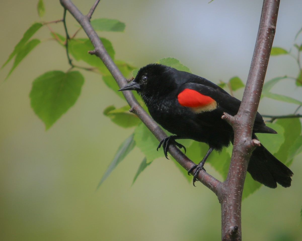 Red-winged Blackbird - Tom Fesolowich